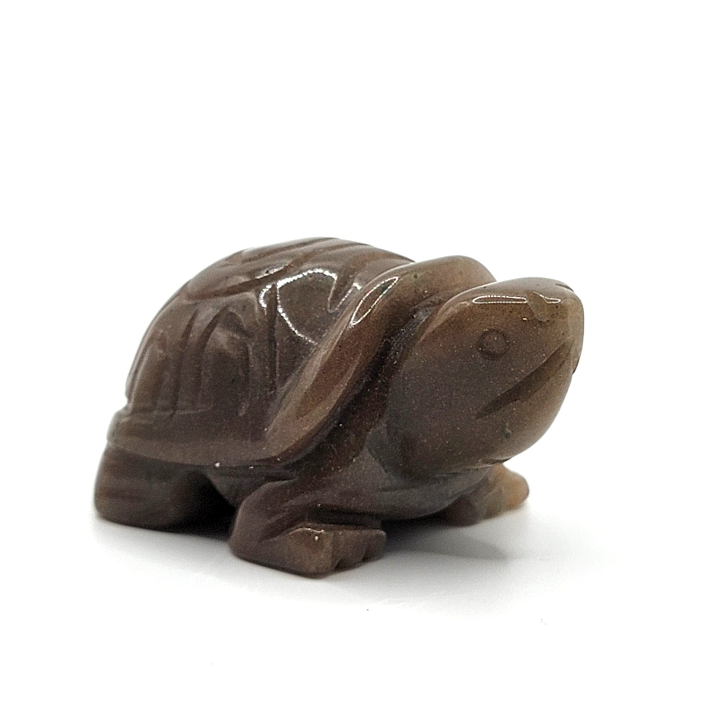 Aventurine Box Turtle